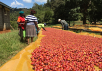 Famous Ethiopian Coffee Brands Introduction - Yirgacheffe Kochere Coffee Flavor Profile