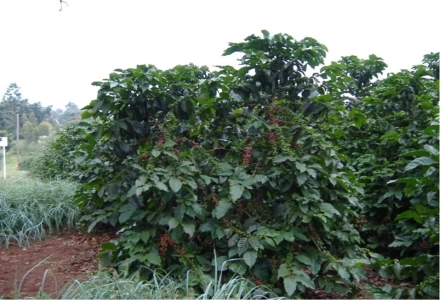 Why Do Some Coffee Producing Regions Specialize in Specific Coffee Varieties?