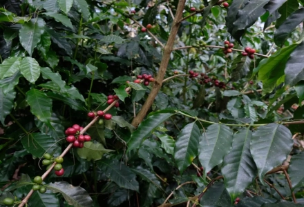 Papua New Guinea Coffee Beans | Introduction to Sigri Estate Paradise Bird Coffee Beans from the Western Highlands Region