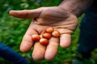 How Many Types of Bourbon Coffee Are There? Getting to Know Red Bourbon, Yellow Bourbon, and Pink Bourbon (Orange Bourbon) Coffee Beans
