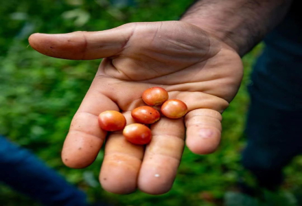 How Many Types of Bourbon Coffee Are There? Getting to Know Red Bourbon, Yellow Bourbon, and Pink Bourbon (Orange Bourbon) Coffee Beans