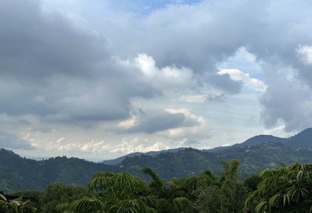 Jamaican Coffee | Clifton Estate Blue Mountain No. 1 Coffee