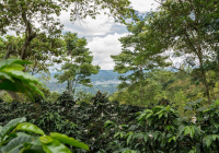 Colombian Coffee Beans: Story, Characteristics, and Grading - Are All Colombian Coffees Arabica Varieties?