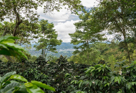 Colombian Coffee Beans: Story, Characteristics, and Grading - Are All Colombian Coffees Arabica Varieties?