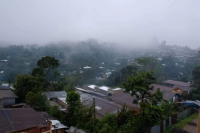 埃塞俄比亚西南部有哪些咖啡产区？卡法森林有何特色？