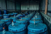 Introduction to Enzyme-Treated Coffee Beans—Flavor and Characteristics of Dual Anaerobic Enzyme Washed Coffee Beans