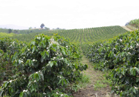 Introduction to Nine Premium Coffee Regions of Ethiopia: Flavor and Taste Differences Between Yirgacheffe and Sidamo Coffee Beans