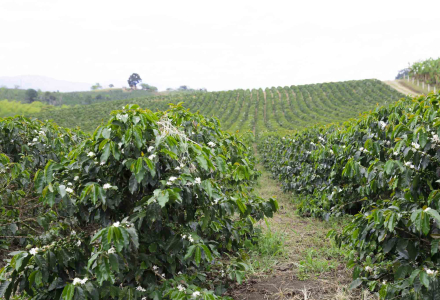 Introduction to Nine Premium Coffee Regions of Ethiopia: Flavor and Taste Differences Between Yirgacheffe and Sidamo Coffee Beans