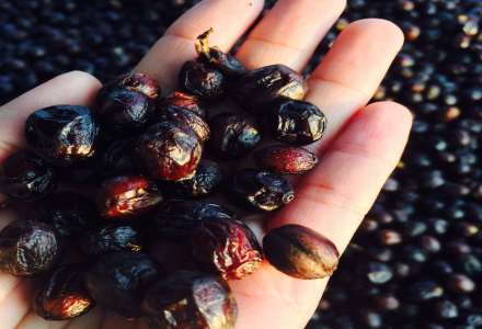 What Does Honey Processing of Coffee Beans Mean? And What Is Costa Rica's Raisin Honey Processing?
