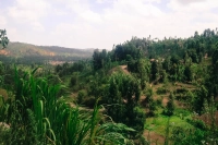 Flavor Profile of Kenya's Boma Wash Station Cranberry Coffee Beans