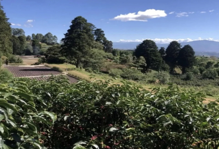 What are the famous coffee regions in Costa Rica? What are their characteristics?