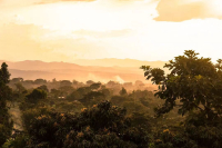 Ethiopian Coffee | Characteristics of Ethiopian Coffee & Ethiopian Coffee Bean Flavors