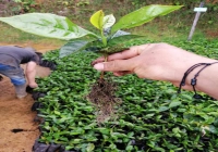 What are the flavor differences of Pacamara coffee beans from different regions? What variety is Pacamara?