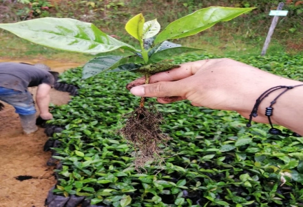 What are the flavor differences of Pacamara coffee beans from different regions? What variety is Pacamara?
