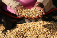 FrontStreet Coffee's Coffee Roasting Course ②: Understanding Raw Coffee Beans! How Do Bean Size, Density, and Moisture Content Impact the Process?