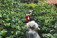 One of the World's Most Famous Coffees: Regional Taste and Flavor Characteristics of Colombian Premium Coffee