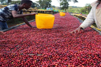 Red Cherry Project, Ethiopian Yirgacheffe Natural Red Cherry Coffee Introduction