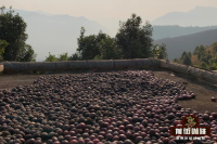 The Three Famous Coffee Varieties of Yunnan and a Flavor Profile of Yunnan's Most Renowned Typica Coffee Beans