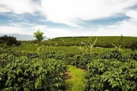 Costa Rican Coffee Beans | Introduction to Tarrazú Region, Canet Estate Mozart Coffee Beans