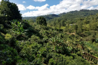 Honduran Coffee Bean Story - Flavor Profile and Brewing Guide for Honduras Sherry Barrel Processed Coffee Beans