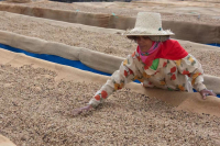 What Are the Flavor Characteristics of Robusta Beans? Is It Inferior Quality? Where Are the Main Growing Regions of Robusta Coffee Beans?