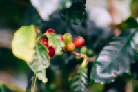 Catuai Coffee Variety Introduction | Catuai Coffee Taste and Flavor Description
