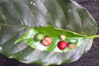 Differences Between Arabica and Robusta Coffee Beans: Coffee Flavor Characteristics