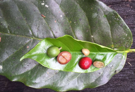 Differences Between Arabica and Robusta Coffee Beans: Coffee Flavor Characteristics