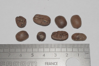 What coffee variety is Elephant Bean? How is the size of Elephant Bean measured? What is the screen size of Elephant Bean?