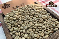 How to Make Siphon Coffee - Taste and Flavor of Sidamo Guji Coffee Brewed with Siphon Pot