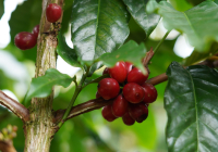 Which Yunnan Coffee Brand is the Best? Chinese Yunnan Arabica Coffee is of International Top-Tier Quality