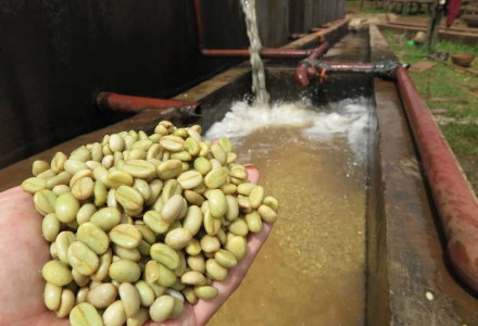 Why Do Washed Coffee Beans Taste More Acidity? Flavor Characteristics of Washed Process Coffee