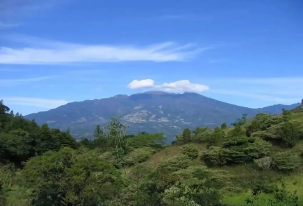 Panama Coffee Beans | Introduction to Catuai Coffee Beans from Elida Estate in Boquete Region