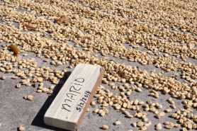 Washed Geisha vs Natural Geisha: Flavor Differences Between Panama Hacienda La Esmeralda's Washed and Natural Geisha