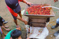 What's the Difference Between Sumatra's Unique Wet-Hulling and Washed Processing Methods?