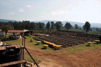 Tanzania Coffee Bean Varieties Introduction Flavor Description Growing Environment