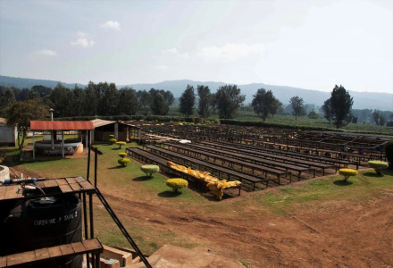 Tanzania Coffee Bean Varieties Introduction Flavor Description Growing Environment