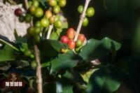 What variety is Yunnan small-bean coffee? Where is Yunnan small-bean coffee originally from? What's the relationship between Yunnan small-bean coffee and Nestlé?