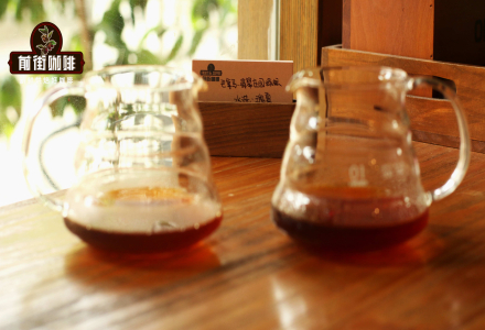Introduction to Geisha Red Label, Blue Label, and Green Label Grading System and Ideal Pour-Over Coffee Ratios
