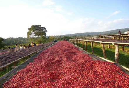 Introduction to Guji Coffee Region Characteristics - Guji Kaffa Coffee Beans Pour-over Flavor Profile