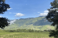 Where are the main coffee growing regions in Ecuador? What are the famous estates in Chimborazo Province?