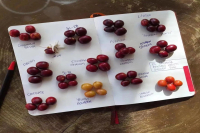 What's the Relationship Between Panama Geisha and Flower Queen? What's the Difference Between Arabica Typica and Bourbon?