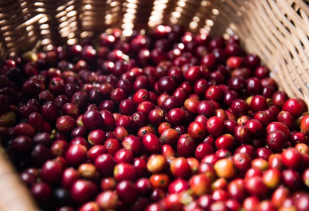 How to Brew Kenyan Coffee Beans Introduction to Kenyan AA Coffee Bean Varieties Flavor Characteristics