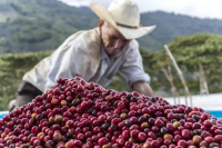 Honduran Coffee Bean Origin Characteristics and Flavor Profile - Honduras Lychee Orchid Coffee Roasting and Pour-Over Taste Description