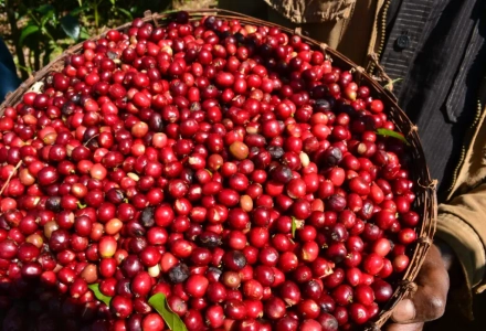 Yirgacheffe Red Cherry Project Coffee Bean Story: Pour-over Yirgacheffe Natural Red Cherry Coffee Flavor Characteristics
