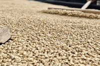 Is Coffee Grown on Mount Kilimanjaro in Tanzania? How Are Tanzanian Coffee Beans?