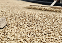 Is Coffee Grown on Mount Kilimanjaro in Tanzania? How Are Tanzanian Coffee Beans?