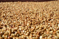 What are White Honey, Red Honey, and Black Honey Processing? Description of Coffee Flavor Characteristics of Different Honey Process