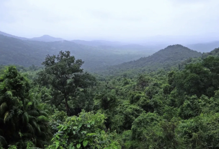 Introduction to Asian Coffee Producing Countries: India's Coffee Growing Regions and Varieties