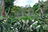 Where Does Panamanian Geisha Come From? How Has Geisha Developed?